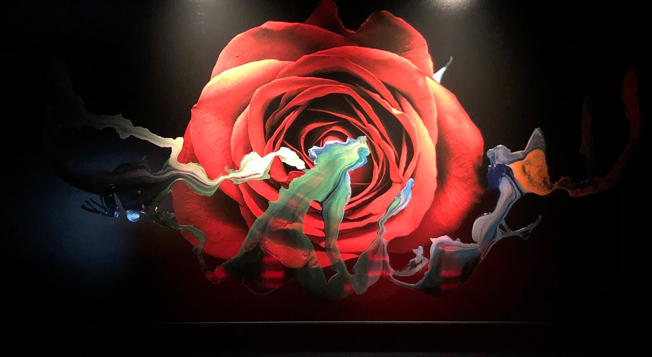 Red rose wall artwork inside Mary's Circular Quay